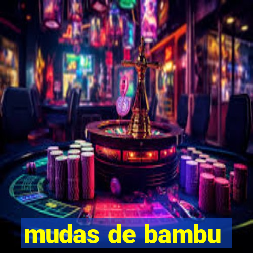 mudas de bambu