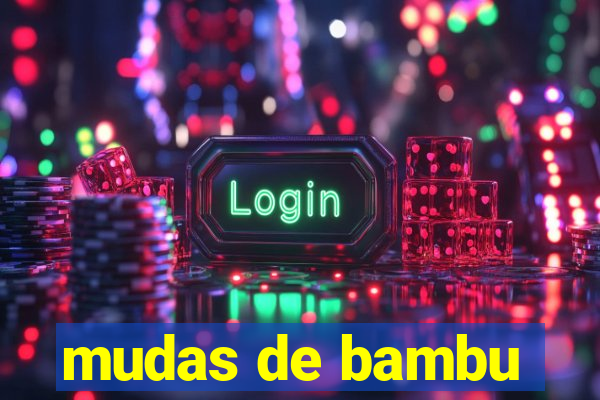 mudas de bambu