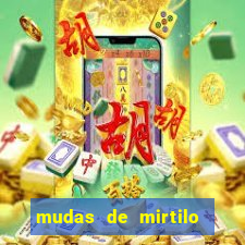 mudas de mirtilo em porto alegre