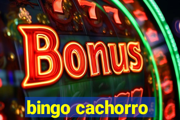 bingo cachorro