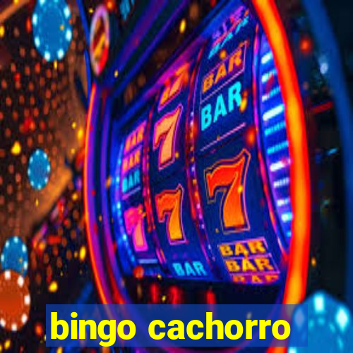 bingo cachorro