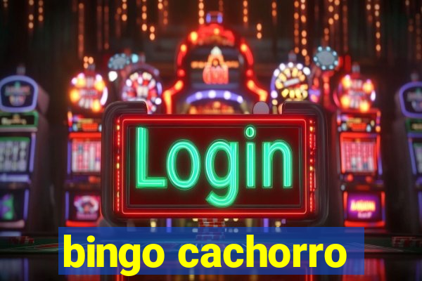 bingo cachorro