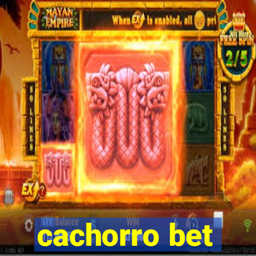 cachorro bet