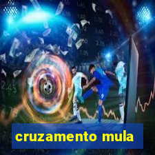 cruzamento mula