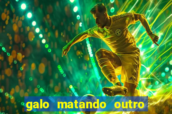 galo matando outro na espora