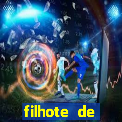 filhote de maçarico preto