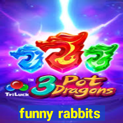 funny rabbits