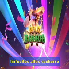 linfocitos altos cachorro