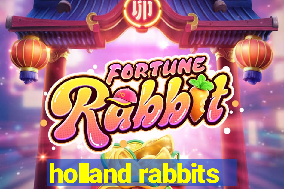 holland rabbits