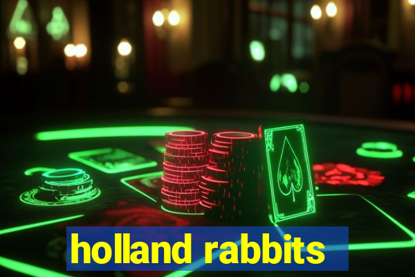 holland rabbits