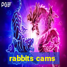 rabbits cams