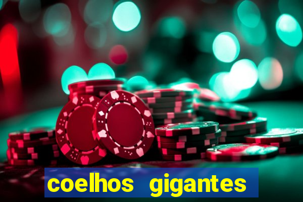 coelhos gigantes onde comprar