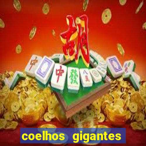 coelhos gigantes onde comprar