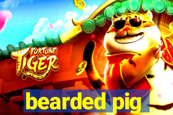 bearded pig