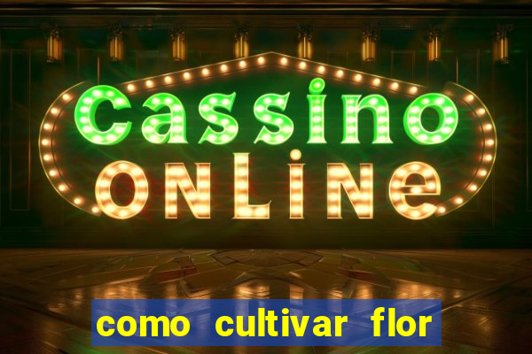 como cultivar flor da fortuna em vasos