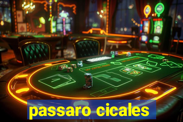 passaro cicales