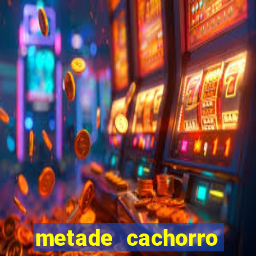 metade cachorro metade gato